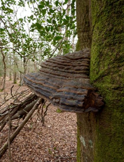 Side profile of a mature bracket on beech in the New Forest, Hampshire